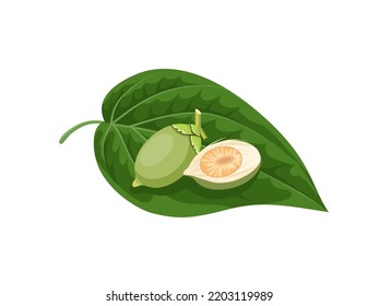 Vector illustration, green betel leaf and areca nut, isolated on a white background.