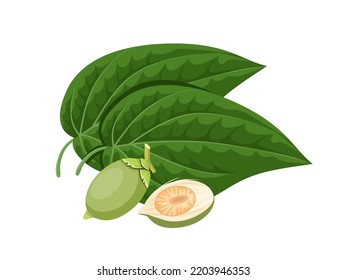 Ilustración vectorial, hoja de betel verde y tuerca areca, aislada en un fondo blanco.