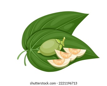 Vector illustration, green betel leaf and areca nut, isolated on a white background.