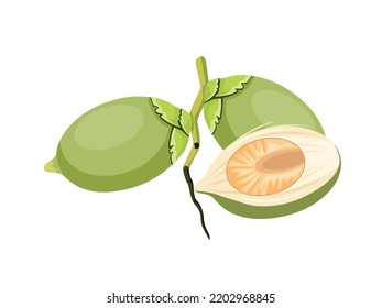 Vector illustration, green betel nut, also known as areca nut, scientific name Areca catechu, isolated on a white background.