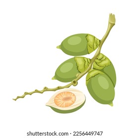 Ilustración vectorial, nuez de betel verde, también conocida como nuez areca, nombre científico Areca catechu, aislada en un fondo blanco.