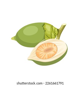 Vector illustration, green betel nut, also known as areca nut, scientific name Areca catechu, isolated on a white background.