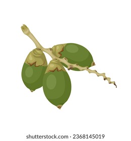 Vector illustration, green betel nut, also known as areca nut, scientific name Areca catechu, isolated on a white background.