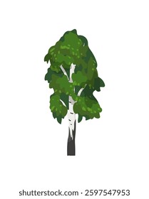 Vector illustration of a green birch tree with detailed foliage and a white trunk.