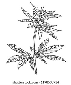 Vector illustration of green branch hemp on white background