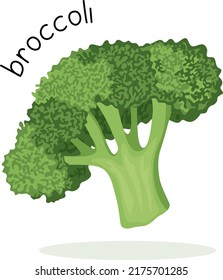 Vector illustration of green broccoli with lettering in flat style isolated on white background.