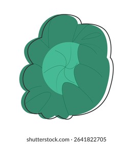Vector illustration of green cabbage head with leaves.