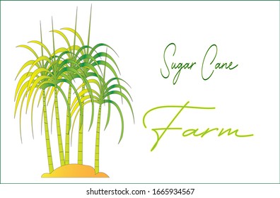 Vector illustration of green cane farming