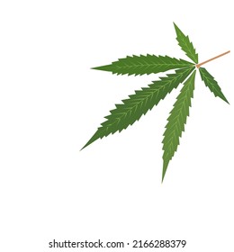 Vector illustration of a green cannabis leaf isolated on white background 