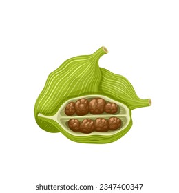 Vector illustration, green cardamom, or Elettaria cardamomum, isolated on white background.