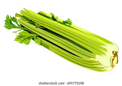 Vector illustration of green celery on white background. Element for design.