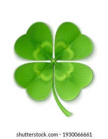 Vector illustration of green clover.