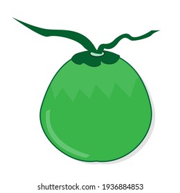 Vector illustration of green coconut in cute shape and useful for increasing body ion.