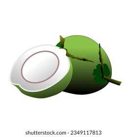 vector illustration of a green coconut fruit on a white background