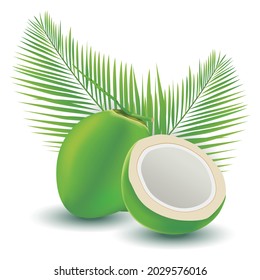 Vector illustration of green coconut with coconut leaves behind isolated on white background