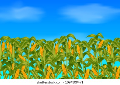 vector illustration of Green corn field growing up on blue sky