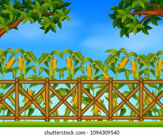 vector illustration of green corn field in agricultural garden