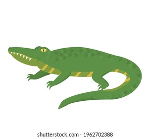 vector illustration of a green crocodile isolated on a white background