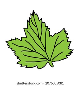 The Vector illustration of a green currant leaf isolated on a white background