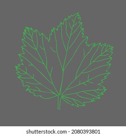 The Vector illustration of a green currant leaf isolated on a gray background