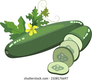 Vector illustration of green fresh cucumber isolated on white background with leaves and flowers