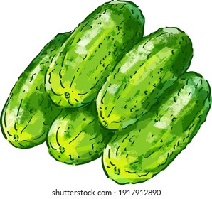 Vector illustration with green fresh cucumbers