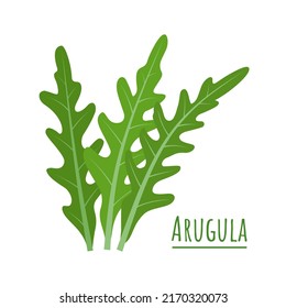 Vector illustration, green fresh rucola or arugula leaf, isolated on a white background.