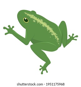 vector illustration of a green frog isolated on a white background