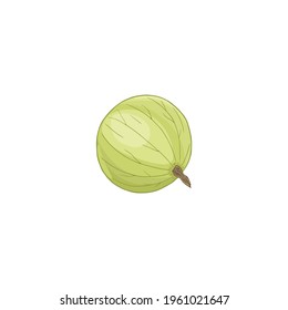 Vector illustration of a green gooseberry isolated on white background