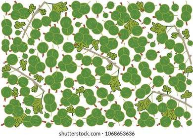 vector illustration of green gooseberry and leaf design background white and berry EPS10