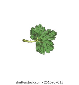 Vector illustration with a green gooseberry leaf in hand-drawn style on a white background. The illustration is ideal for a design with natural elements