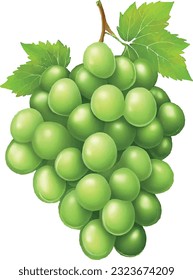 Vector illustration of green grapes