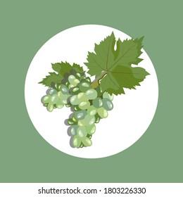 Vector illustration with green grapes with leaves. Design for designing a menu in a restaurant and cafe, labels, packaging of wine and juice, printing cards and invitations, fabrics and textiles
