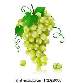 Vector illustration of green grapes. Realistic vector green bunch of grapes isolated on a white background.