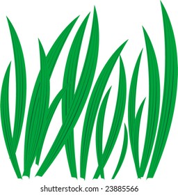 vector illustration of green grass