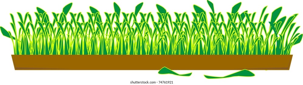 Vector illustration - green grass in a wide pot on white background, isolated