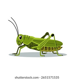Vector illustration of a green grasshopper with detailed body parts. Colorful insect isolated on white background for science or nature education design