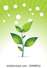 vector illustration, green herbal leaf and fog