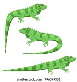 Vector illustration of a green iguana in three different positions isolated on a white background.