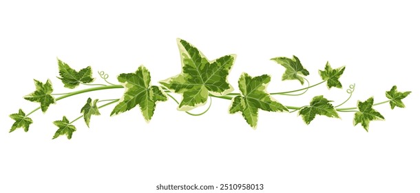 Vector illustration of green ivy branch with detailed leaves, ideal for use in botanical designs, eco-friendly projects, or as a decorative element.