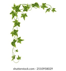 Vector illustration of green ivy branch with detailed leaves, ideal for use in botanical designs, eco-friendly projects, or as a decorative element.