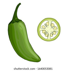 Vector illustration of green jalapeno pepper and jalapeno slice isolated on white background