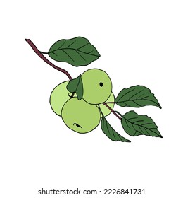 Vector illustration of green juicy apples on a branch in the style of doodles.
