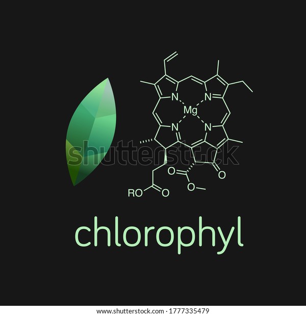Vector illustration of green leaf and\
chlorophyll molecule.