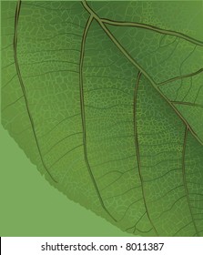 vector illustration of green leaf fragment