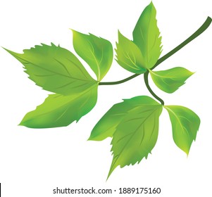 Ilustración vectorial de la hoja verde aislada con escritura a mano