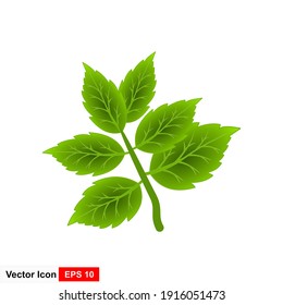 Vektorgrafik von grünem Blatt einzeln auf Handschrift.