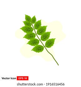 Vector illustration of green leaf isolated with handwriting.