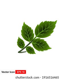 Vector illustration of green leaf isolated with handwriting.