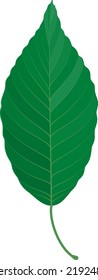 Ilustración vectorial de una hoja verde aislada en el fondo.
